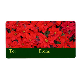 Red Poinsettias I Christmas Holiday Floral Photo