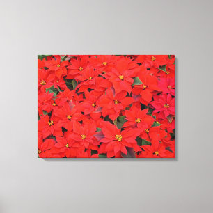Red Poinsettias I Christmas Holiday Floral Photo Canvas Print