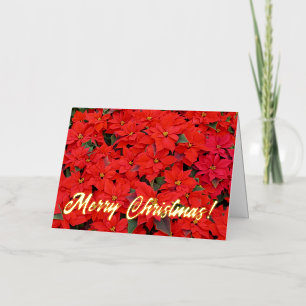 Red Poinsettias I Christmas Holiday Floral Photo Foil Greeting Card