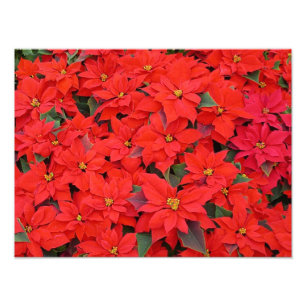 Red Poinsettias I Christmas Holiday Floral Photo Print