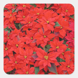 Red Poinsettias I Christmas Holiday Floral Photo Square Sticker