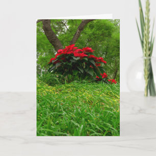 Red Poinsettias with Personalizable Text Holiday Card