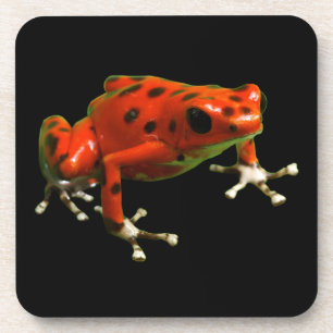 Red Poison Dart Frog Coaster