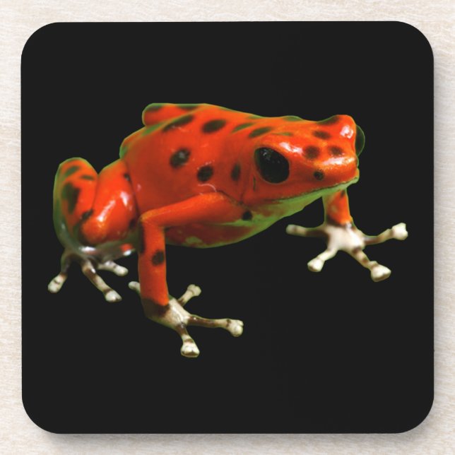 Red Poison Dart Frog Coaster (Front)