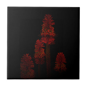 Red Poker Plants In Flower On Black, Tile