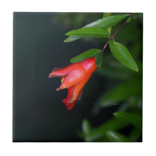 Red pomegranate flower (Punica granatum) on a tree Tile