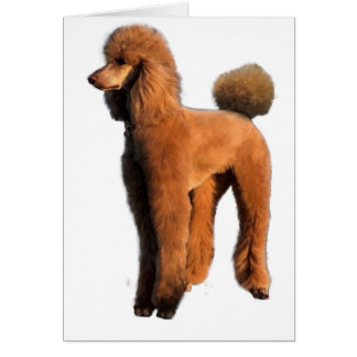 red poodle