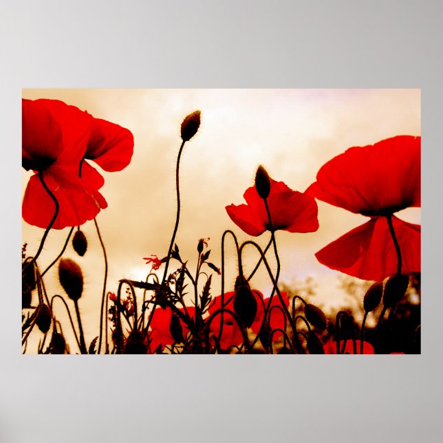 Red Poppies at Dusk Poster Print (Front)