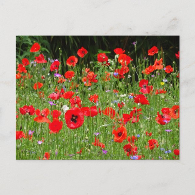Red Poppies Field DIY Postcard (Front)