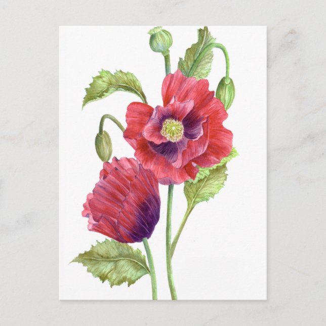Red Poppies Floral Art Postcard (Front)