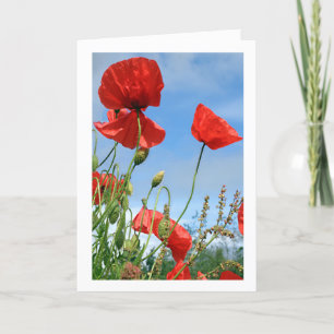 Red Poppies Greeting Card