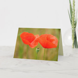 Red Poppies in Hungary Greetingcard Card