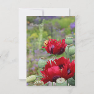 Red Poppies in the Garden Card