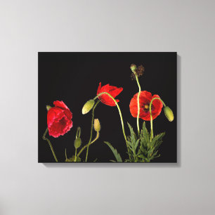 Red Poppies On Black Canvas Print
