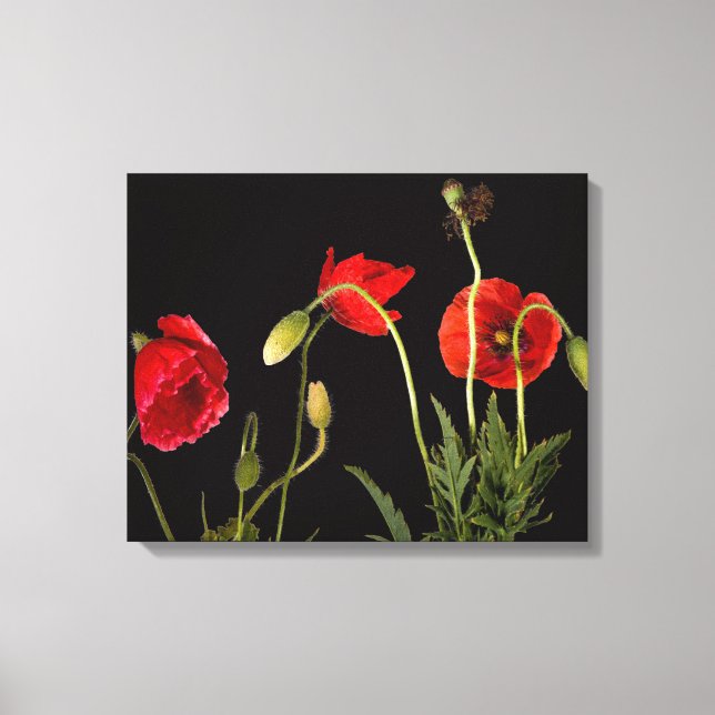 Red Poppies On Black  Canvas Print (Front)