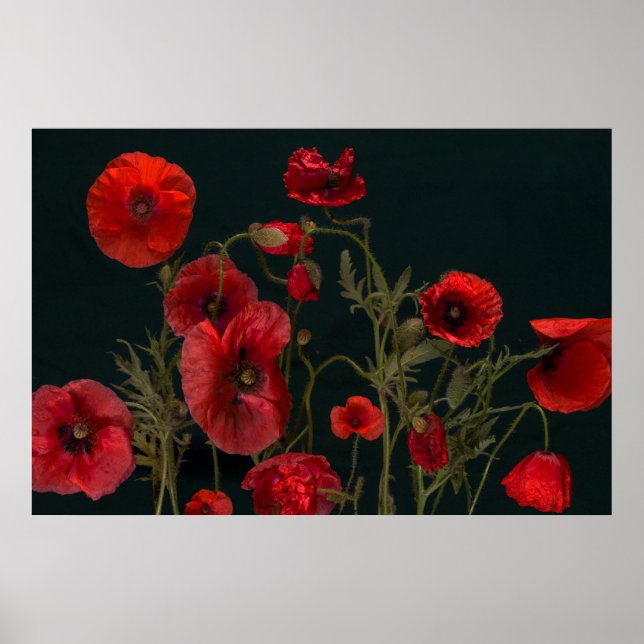 Red Poppies On Black Poster (Front)
