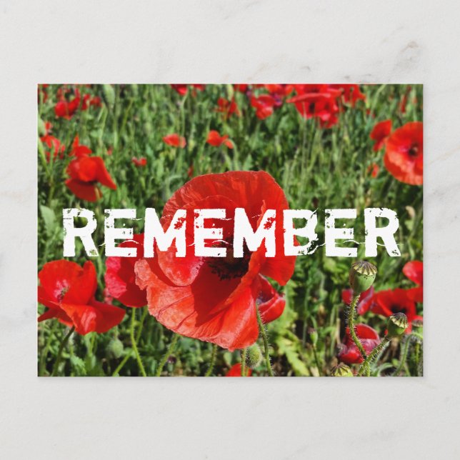 Red Poppies Postcard (Front)