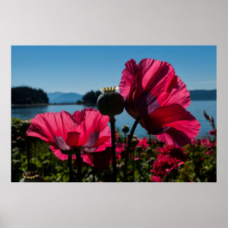 Red Poppies Poster
