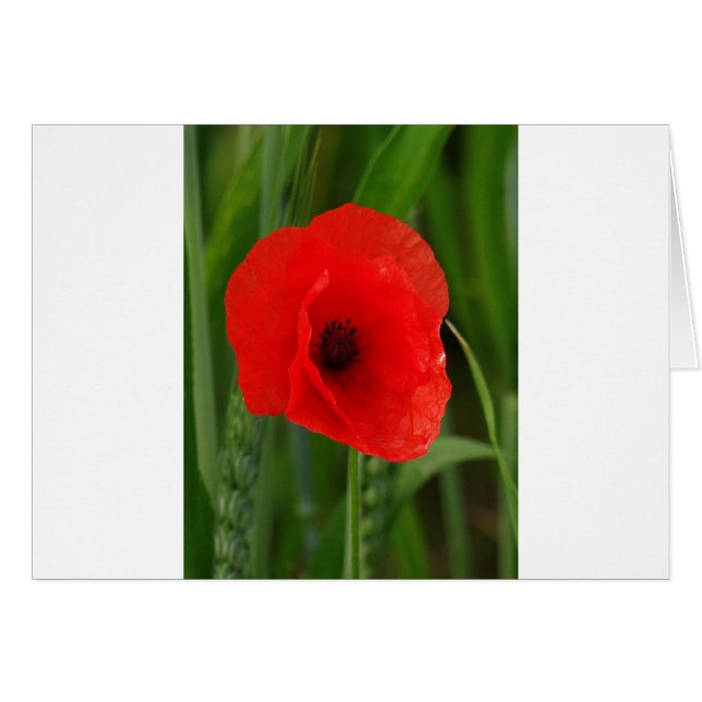 Red poppy (Front Horizontal)