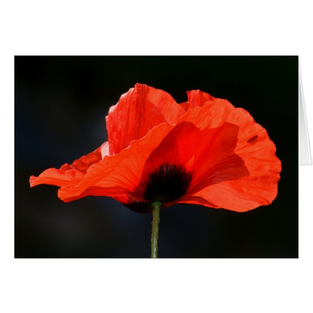 Red Poppy (Front Horizontal)