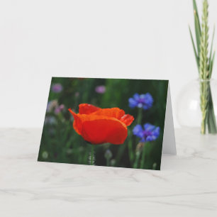 Red poppy and meaning holiday card
