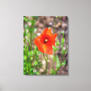 Red poppy canvas print