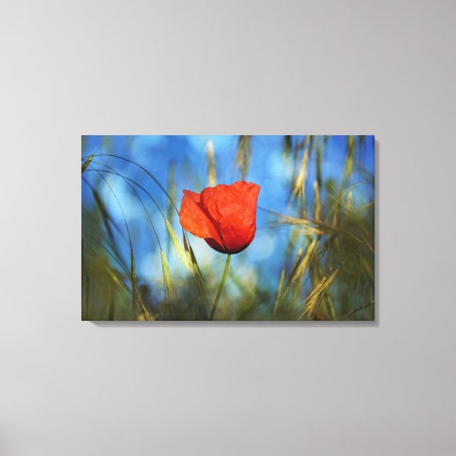 Red poppy canvas print (Front)