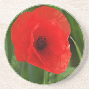 Red poppy coaster