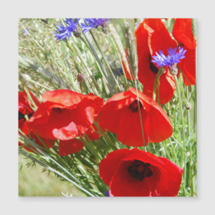 Red Poppy, Cottage Garden  photo