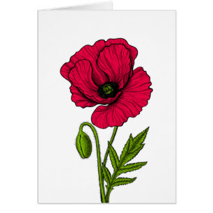 Red poppy drawing