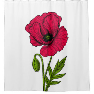 Red poppy drawing