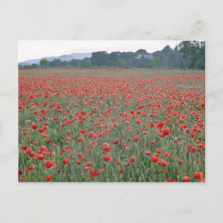 Red Poppy field, Kent, England flowers Postcard