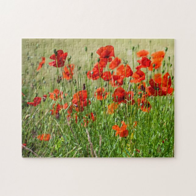Red poppy field view puzzle (Horizontal)