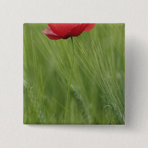 Red poppy flower among wheat crop, Tuscany, 2 Inch Square Button