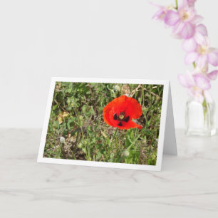 Red Poppy Flower Card