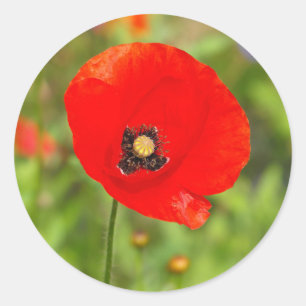 Red Poppy flower Classic Round Sticker