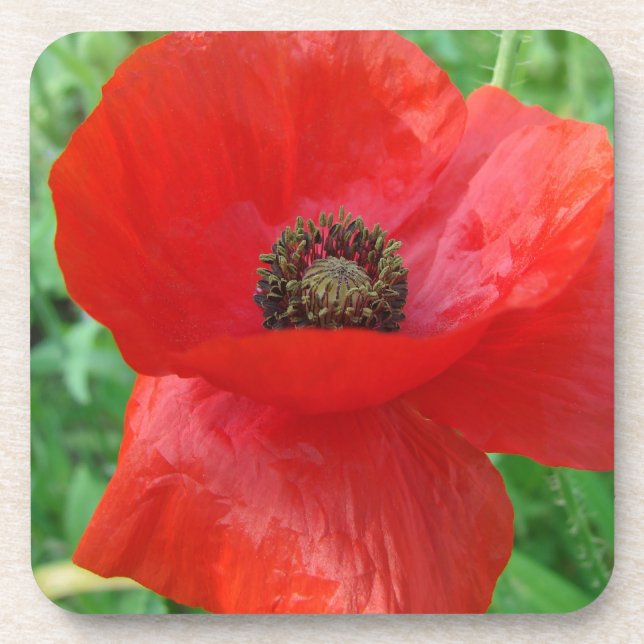Red Poppy Flower Coaster (Front)
