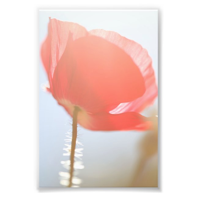 Red Poppy Flower in the Mist Photo Print (Front)