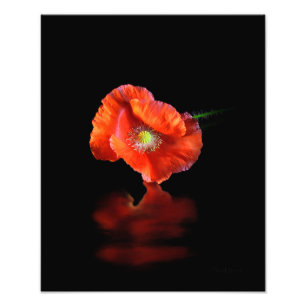 Red Poppy Flower Photo Print
