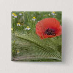Red poppy flower, Tuscany, Italy 2 Inch Square Button