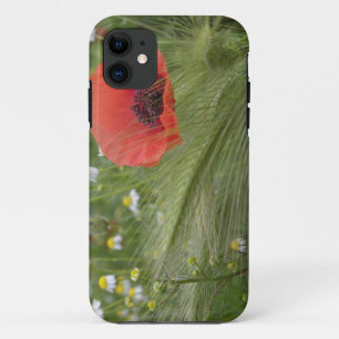Red poppy flower, Tuscany, Italy iPhone 11 Case