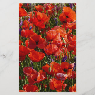 Red Poppy Flowers