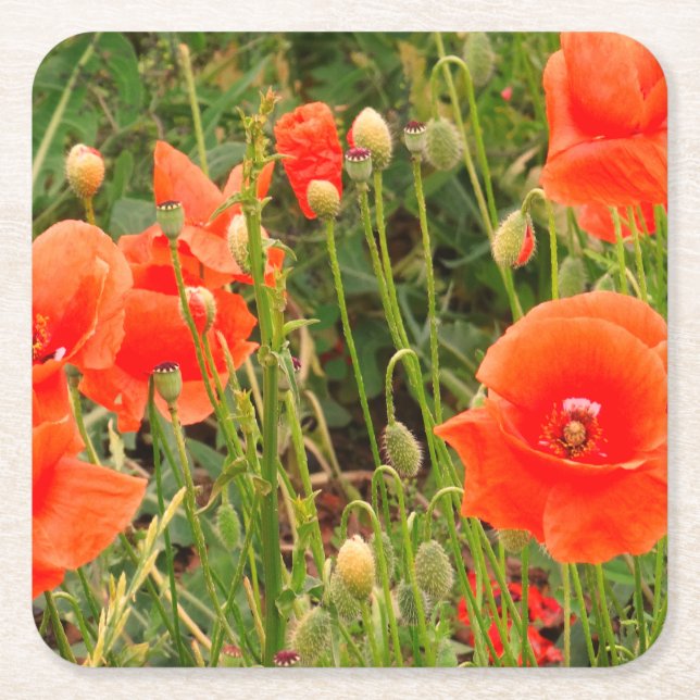Red Poppy Flowers, Custom  Coasters (Front)