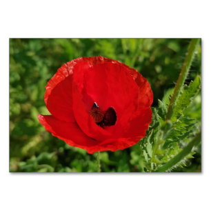 Red poppy flowers floral nature blooming garden fi table number
