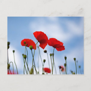 Red Poppy Flowers Postcard
