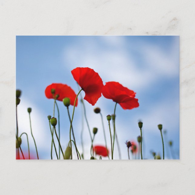 Red Poppy Flowers Postcard (Front)