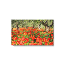 Red poppy flowers under old olive trees