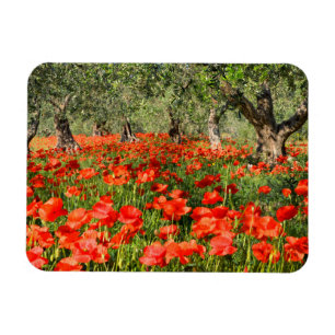 Red poppy flowers under old olive trees magnet