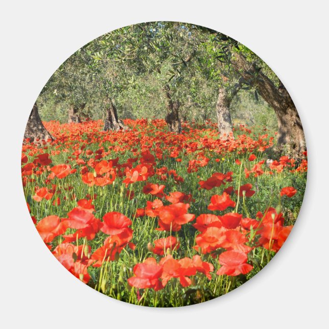 Red poppy flowers under old olive trees magnet (Front)