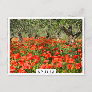 Red poppy flowers under old olive trees postcard